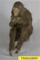 藏品(臺灣獼猴)的圖片